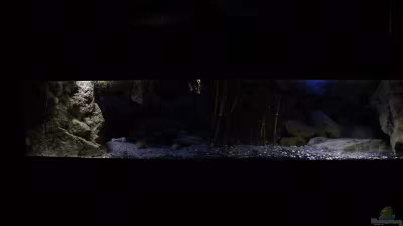 ..tales from the lake..November 2013 von The Pictus catfish (1)