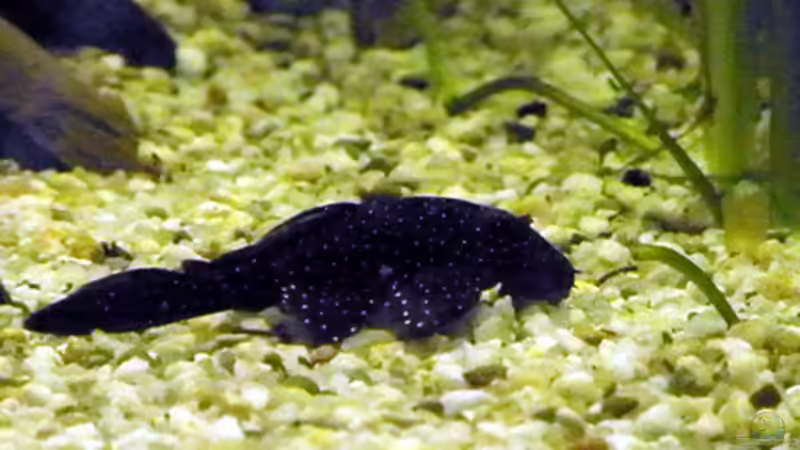  ?? Tüpfelantennenwels ?? von Cichlid Power (3)