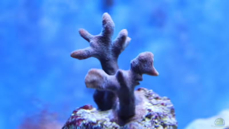 ???  Unbekannt ??? von Sven K. (32)