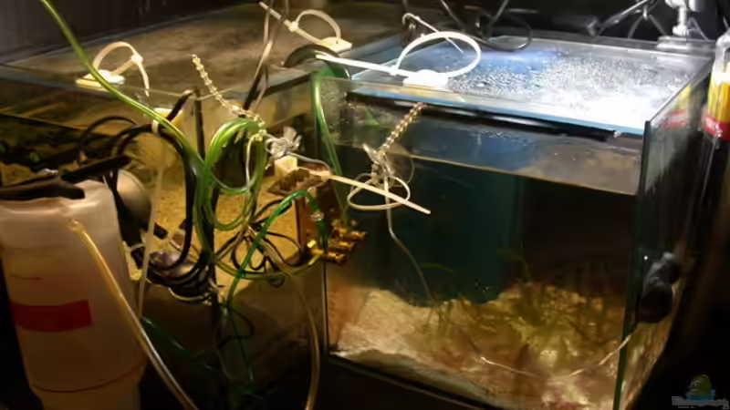 ..und das Ganze abgedeckt... von Bacalhau (10)