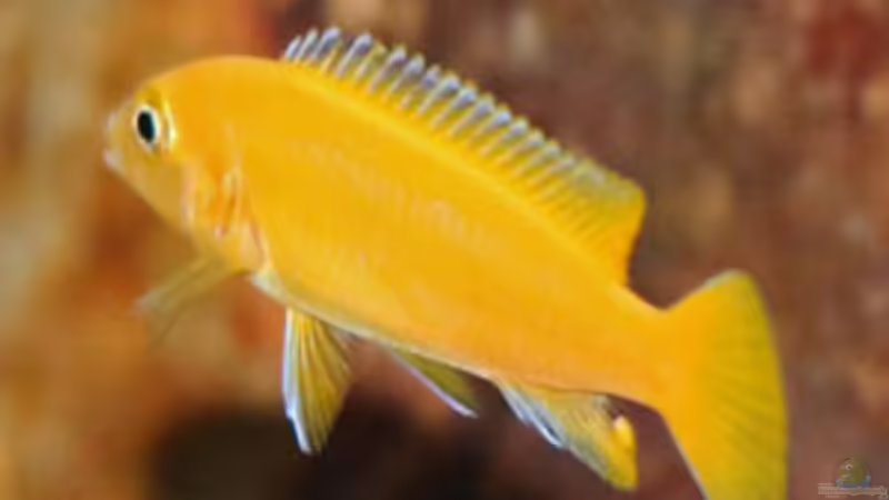 ..von "jung zu alt" .. wenn Fische adult werden ...