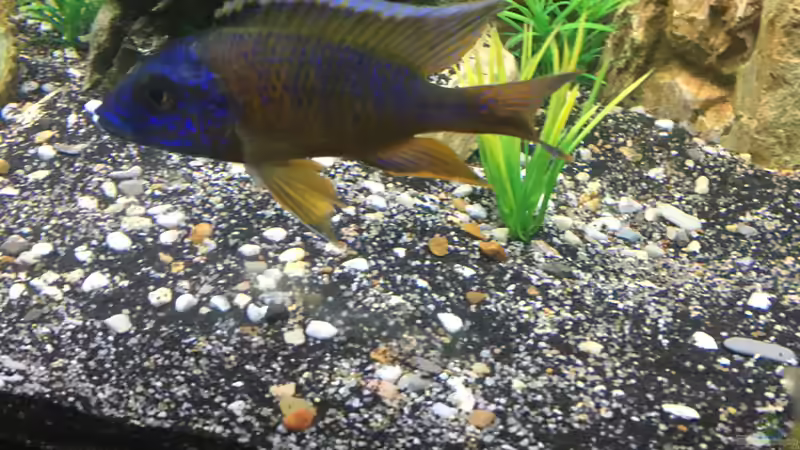 . von David Malawi (20)