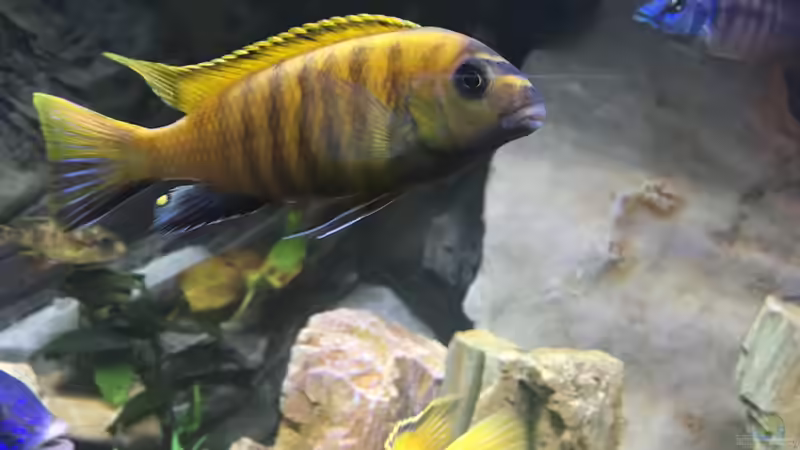 . von David Malawi (26)