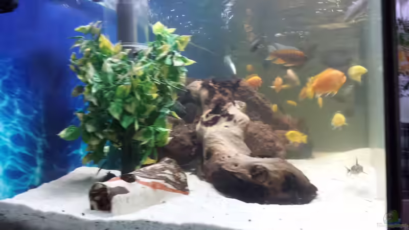 ..vorm Kauf...mit Plastikpflanzen und großem Holz von Thomas u. Gabriele P. (25)