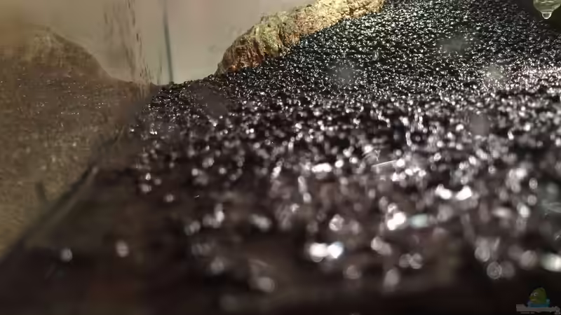 ..wet... von hawaii (6)