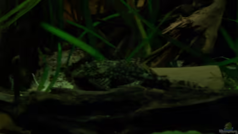 [04.11.09] Ancistrus sp. Weibchen von Tom Rudolph (20)