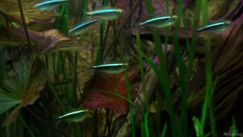 [04.11.09] Hyphessobrycon herbertaxelrodi von Tom Rudolph (18)