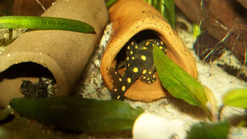 [08.02.10]L201 von Tom Rudolph (23)