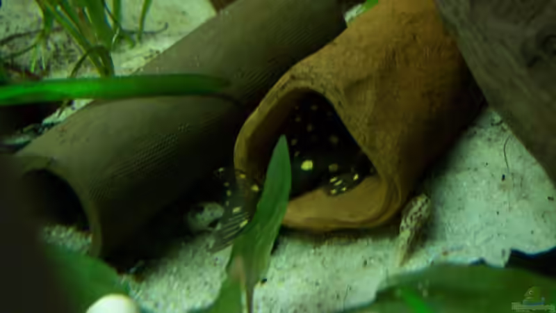 Hypancistrus sp. L-201 im Aquarium halten (Einrichtungsbeispiele für Orinoco-Engelsharnischwels)