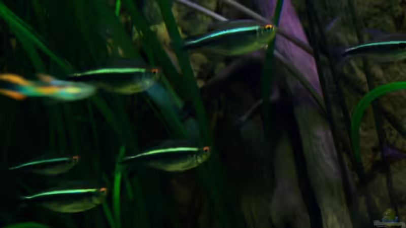 [08.02.10]Schwarzer Neon von Tom Rudolph (26)