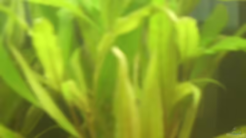 ? (10. Bild) von Mario H. (13)