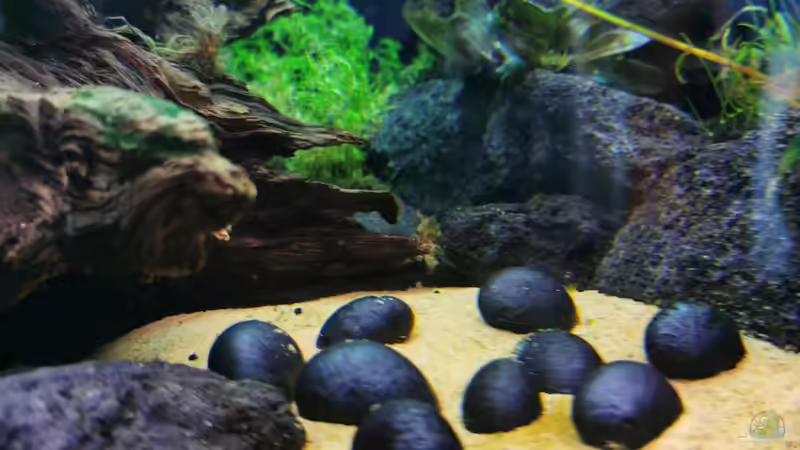  10 Anthrazit Napfschnecken  von David Schneider Aquaristik (46)