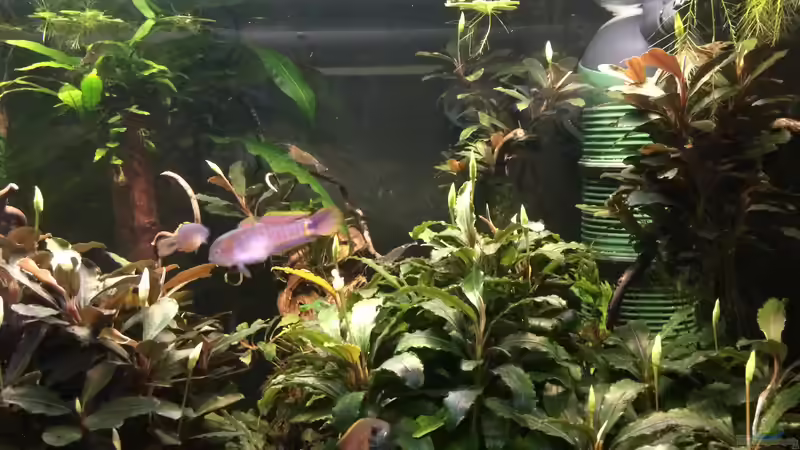 Aquarien mit Tateurndina ocellicauda (Schwanzfleck-Schläfergrundel)