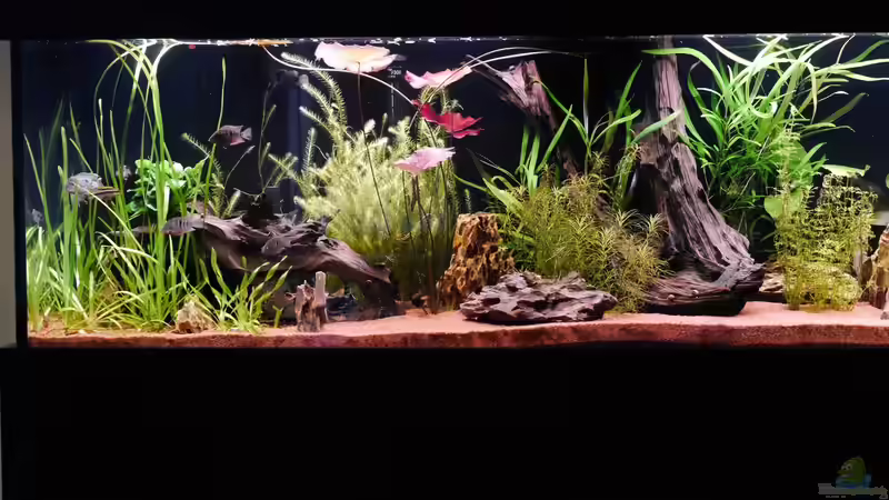  2 kombinierte Wurzeln links und die Haupt Wurzel in der Mitte des Beckens von Christof Engel (19)