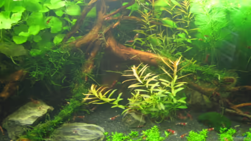  2 Moorwurzeln von Gerd Zimmermann (15)