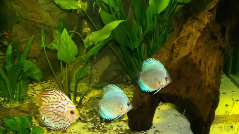 -21.03.08- von Silke (42)