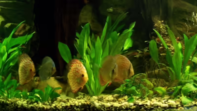 -21.03.08- von Silke (47)