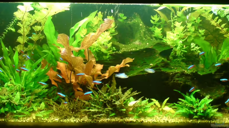  25.11.12 von Thorbenhendrik (17)