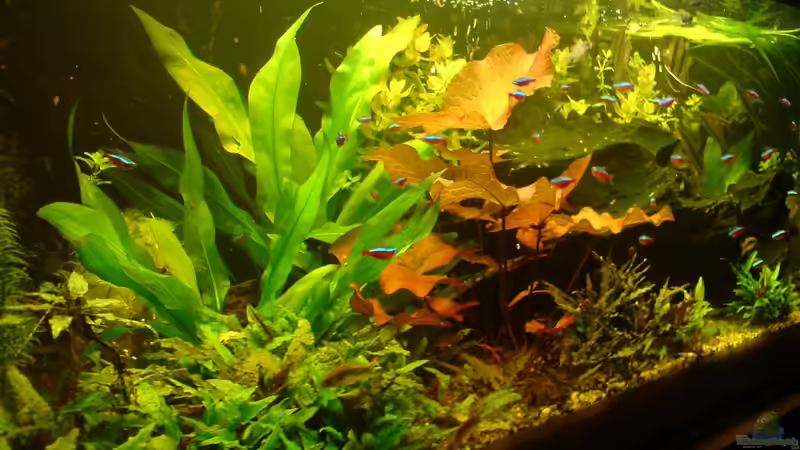  25.11.12 von Thorbenhendrik (19)