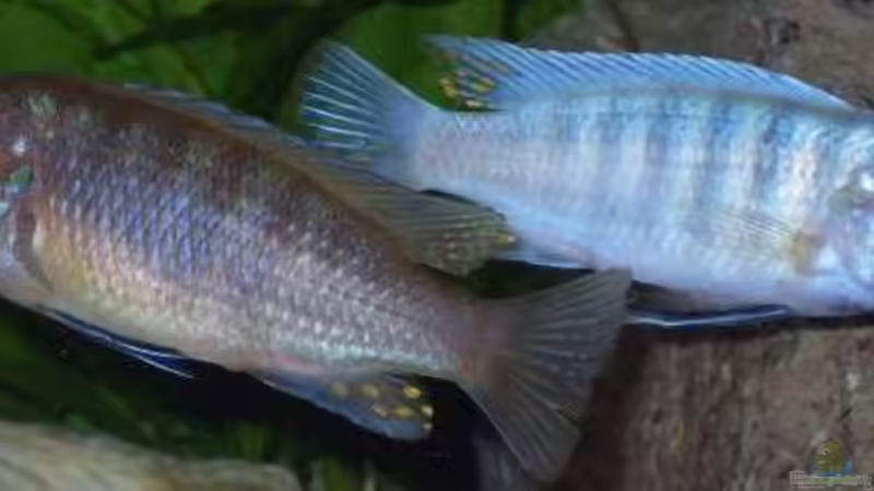  3.1.2010 Pseudotropheus sp. zebra von Mats (53)