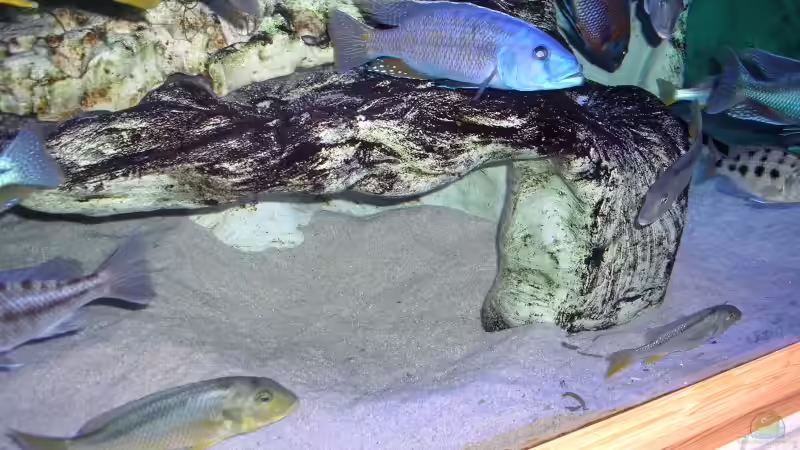  3150 L- Becken von Wolfgang Schlader (12)