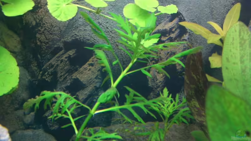 ?? 5 von Stephan Fehringer (13)