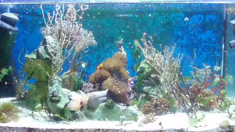  60Liter Becken von Eva Göschl (11)