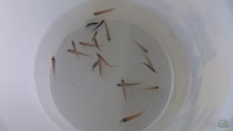  8.07.2012 von Pierre (16)