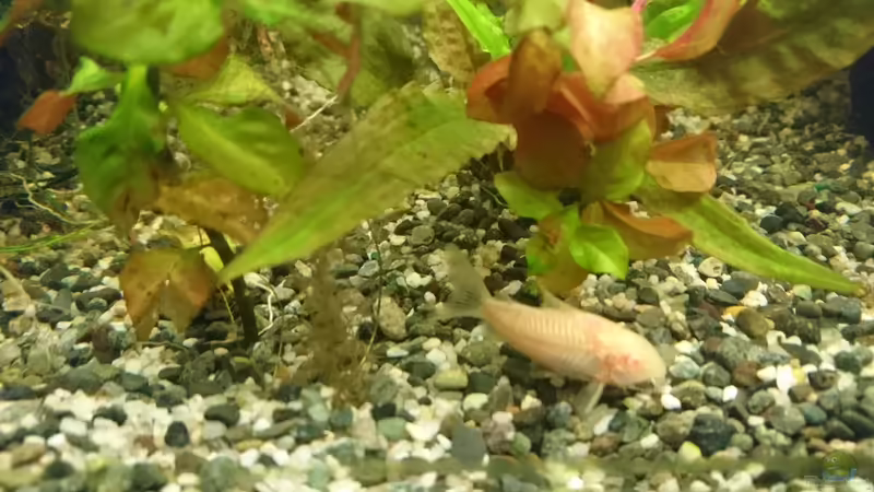  Albino Panzerwels von Frank S (18)