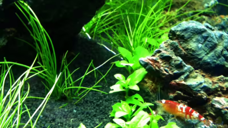 -Alt- von Supernova (28)