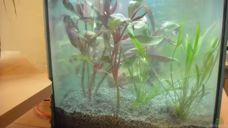  Alternanthera reineckii und  Echinodorus angustifolius von markus28 (2)