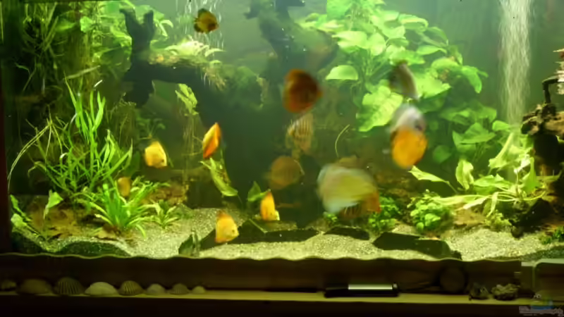  Altes Bild von Ulrich Sauerhering (75)