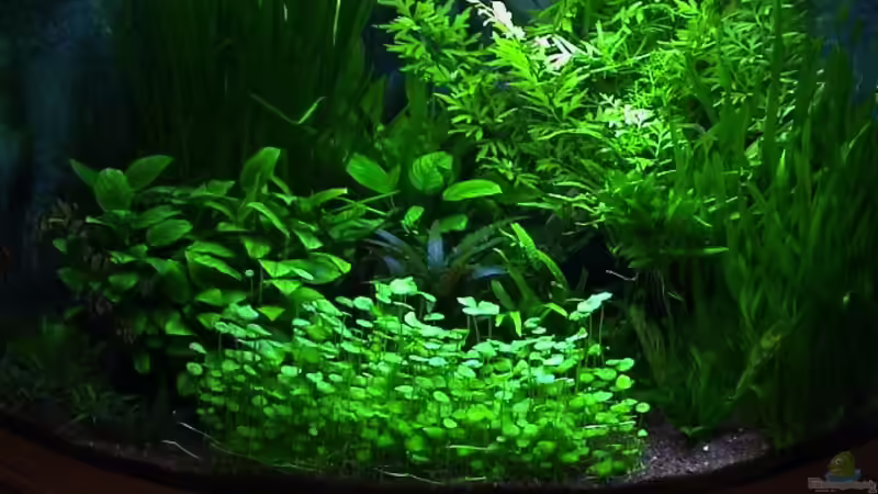  altes Haptbild  von Alexander Müller (5)