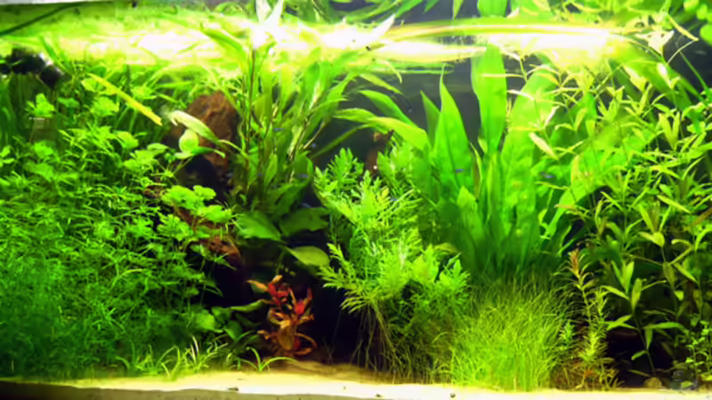 ~ American Dream ~ von Quyrill (1)