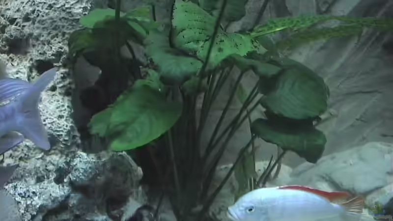  Anubia von Ringo Baumung (6)