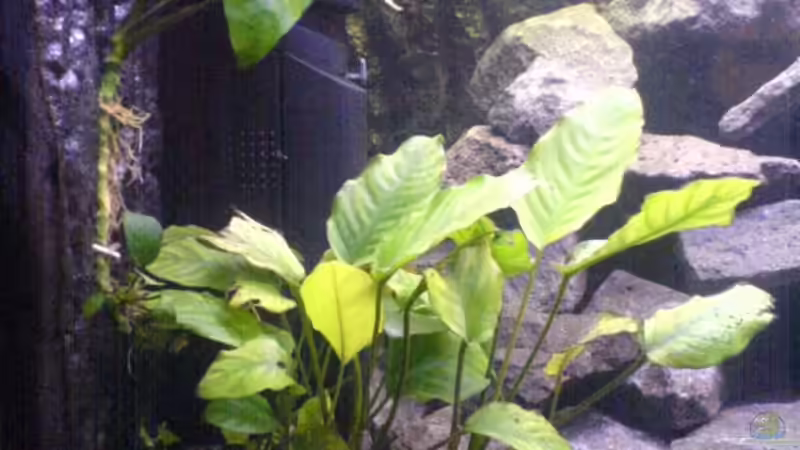  Anubias 3 Stück  von Andreas Odenweller (6)