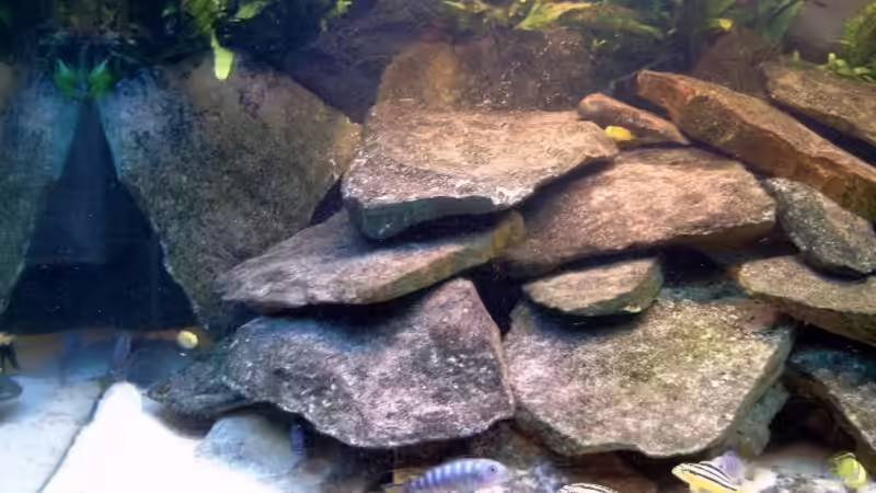  Aquarien - Ausschnitt links von Helgo Jacob (9)