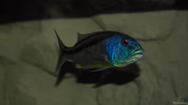 ><(((°> Aristochromis Christyi  Bock von Manni (10)