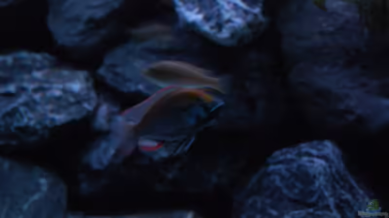  Astatotilapia calliptera Männchen von Calimero (8)