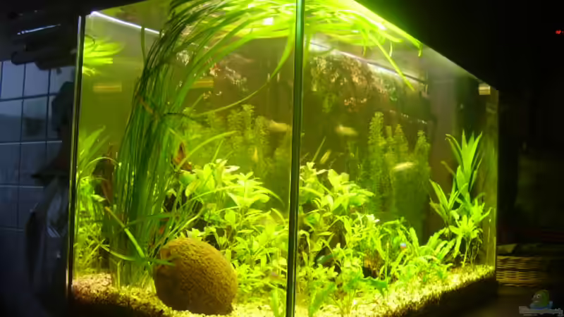  Aufgenommen 21.02.2008 von Manfred Jaksin (2)