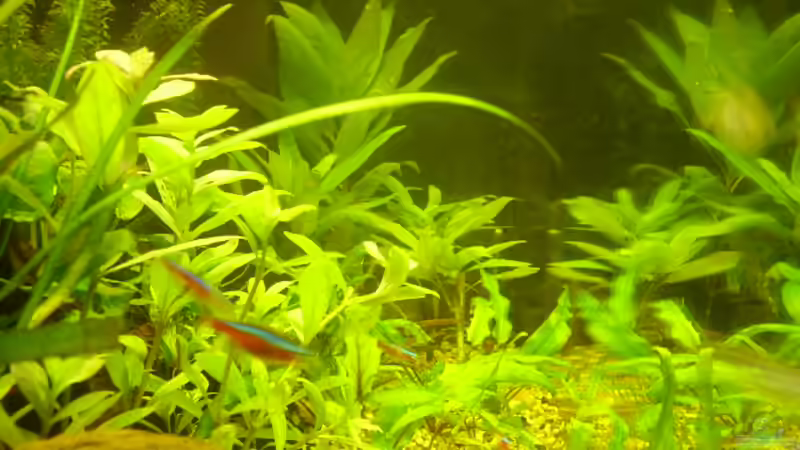  Aufgenommen 21.02.2008 von Manfred Jaksin (3)