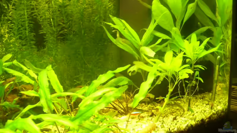  Aufgenommen 21.02.2008 von Manfred Jaksin (4)