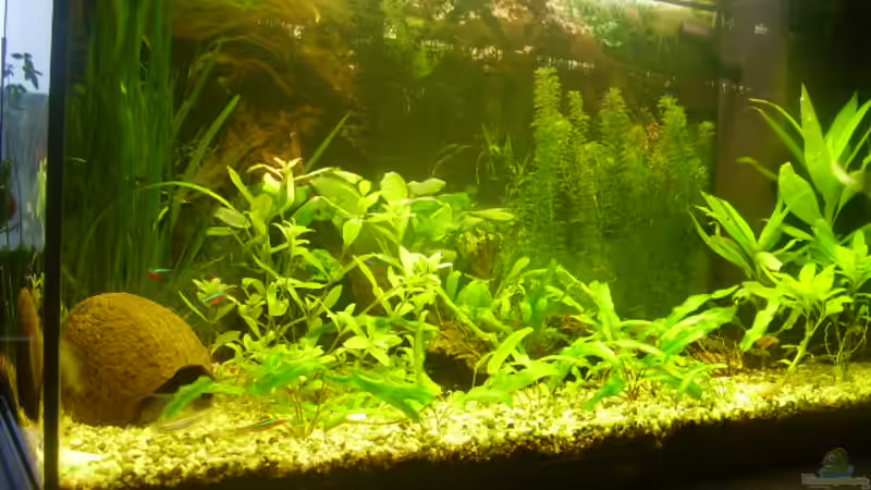  Aufgenommen 21.02.2008 von Manfred Jaksin (6)