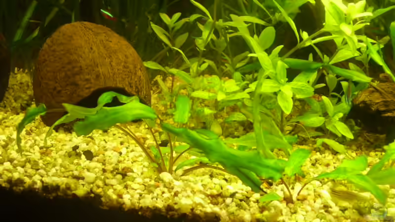  Aufgenommen 21.02.2008 von Manfred Jaksin (7)