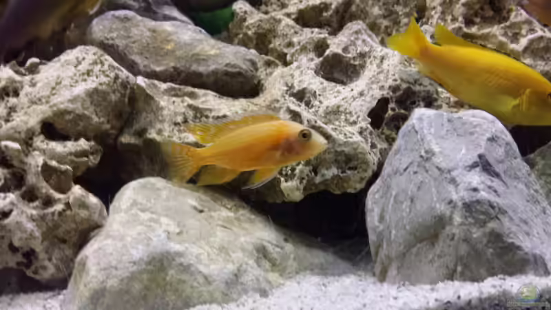  Aulonocara sp. Fire Red von Thomas Riemenschneider (36)