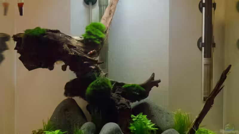  Beckenansicht nach einem Monat von GoreSlayer (4)