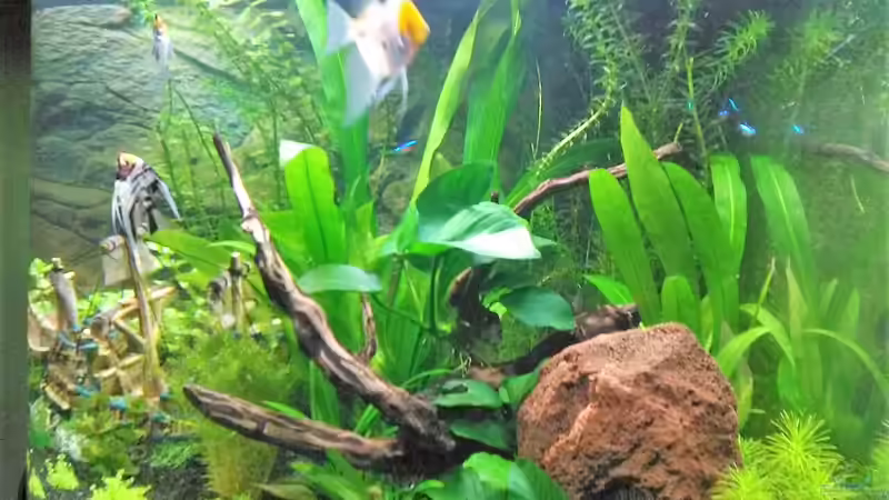  Bild 05.04.2018 von Balou 2013 (18)