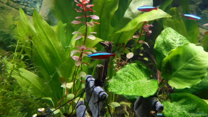  Bild 18.10.2018 von Balou 2013 (13)