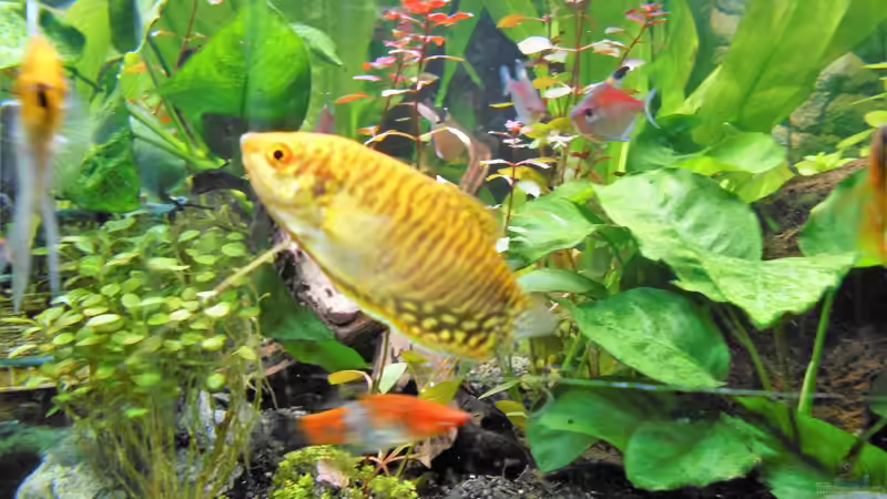  Bild 18.10.2018 von Balou 2013 (9)