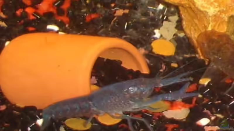  Blauer Floridakrebs von MMD (20)